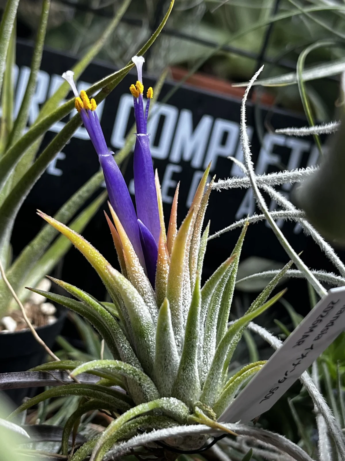 ティランジア　イオナンタ　ソル