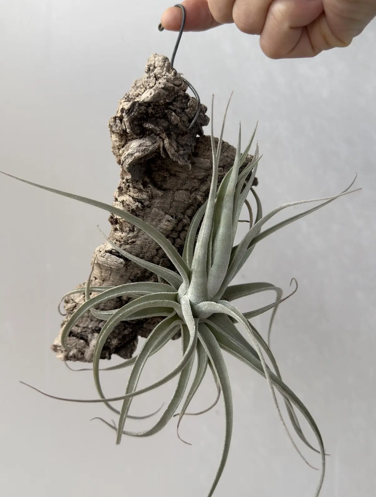 ティランジア 札落ち