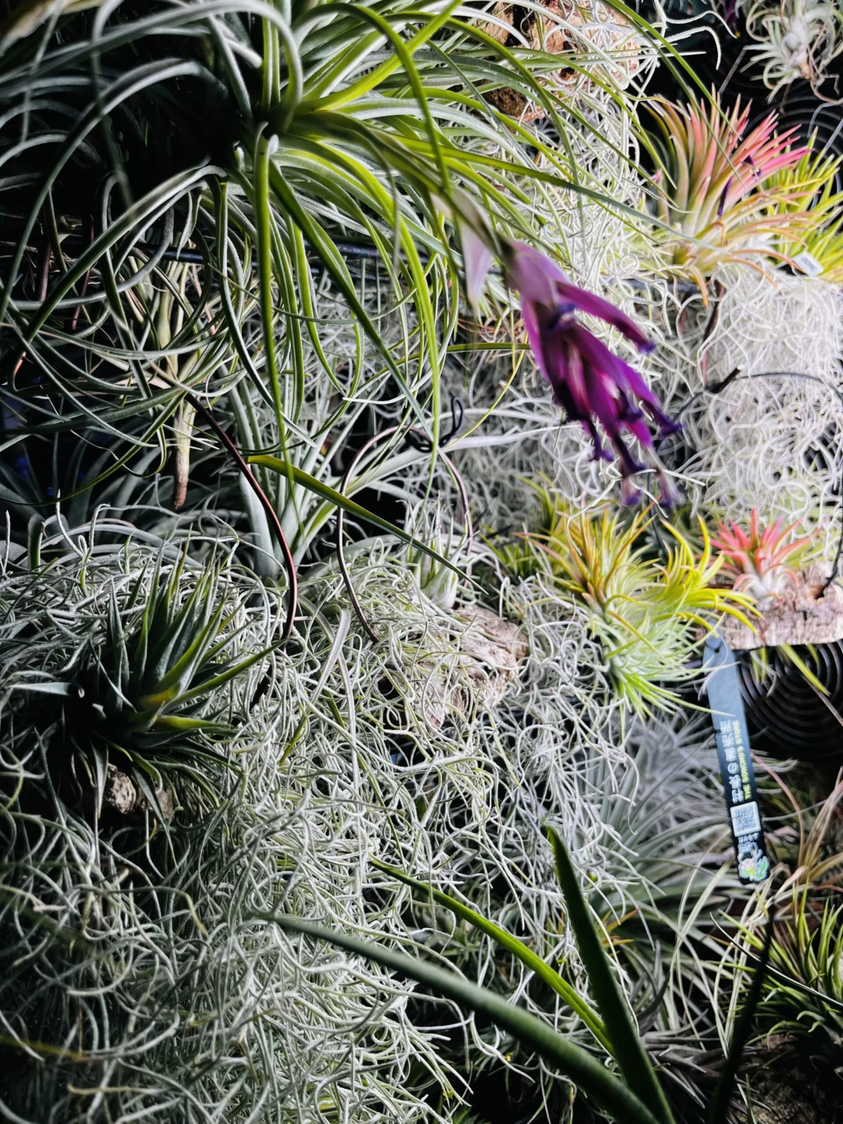 ティランジア　ウスネオイデス　増殖