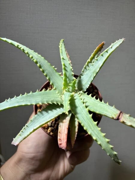 アロエ 木立アロエ