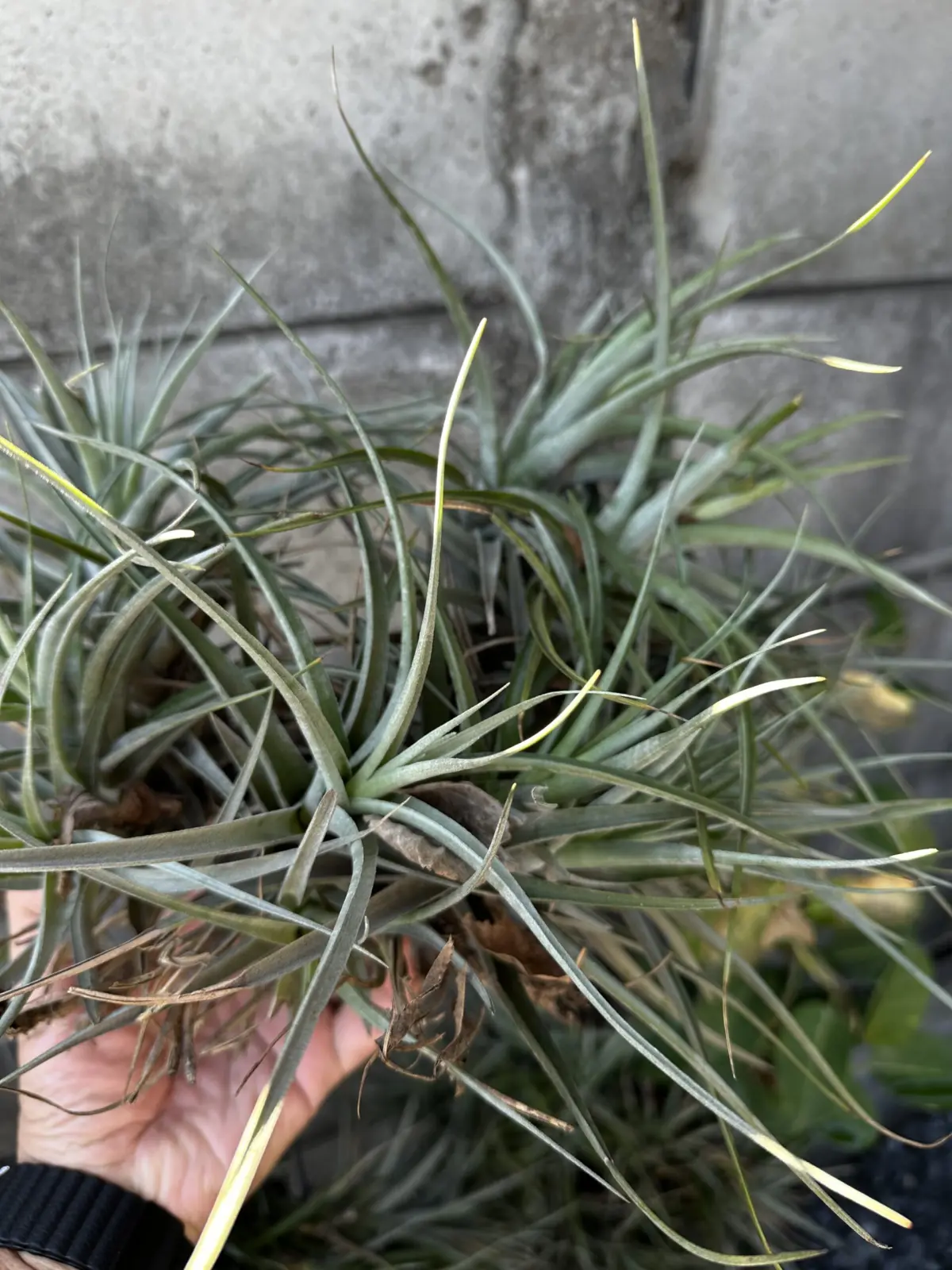 ティランジア　フクシー？