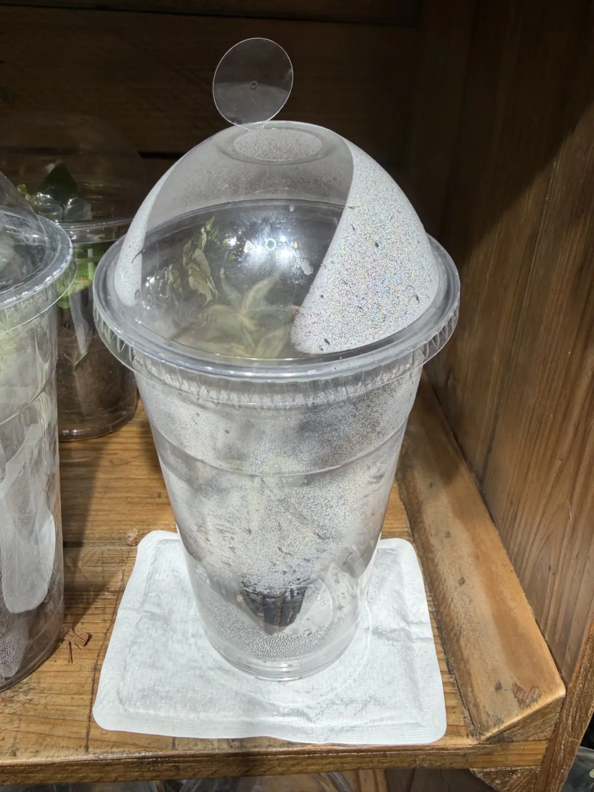 モンステラ ホワイトラバ