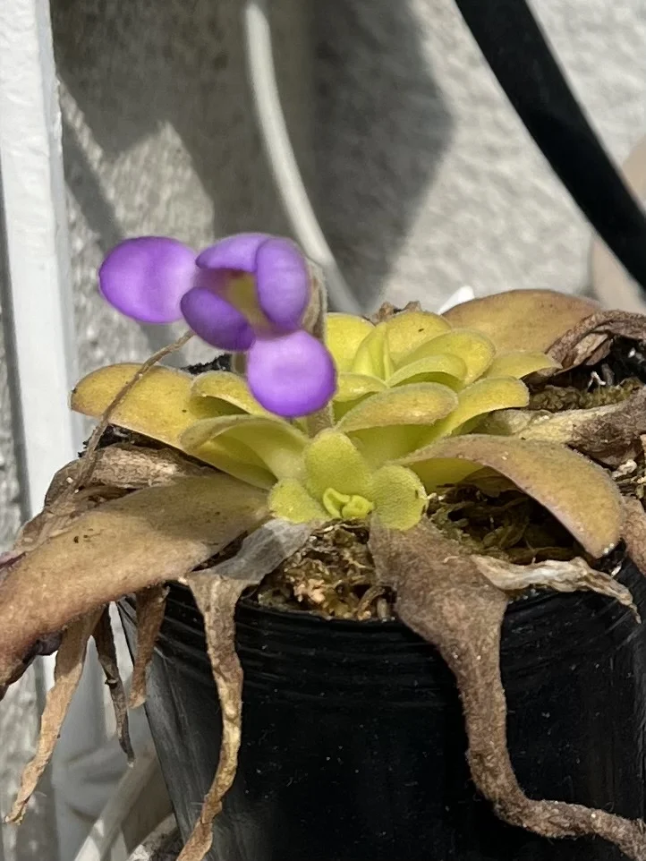 食虫植物　ピンギキュラ　アフロディーテ　屋外越冬　ムシトリスミレ