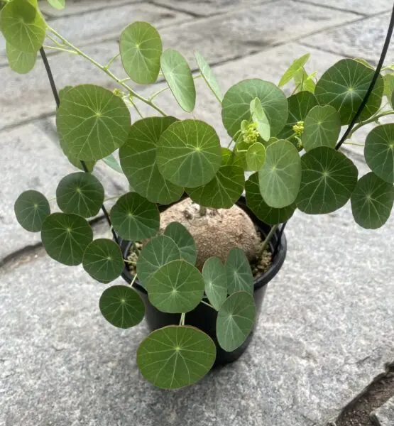 ステファニア エレクタ