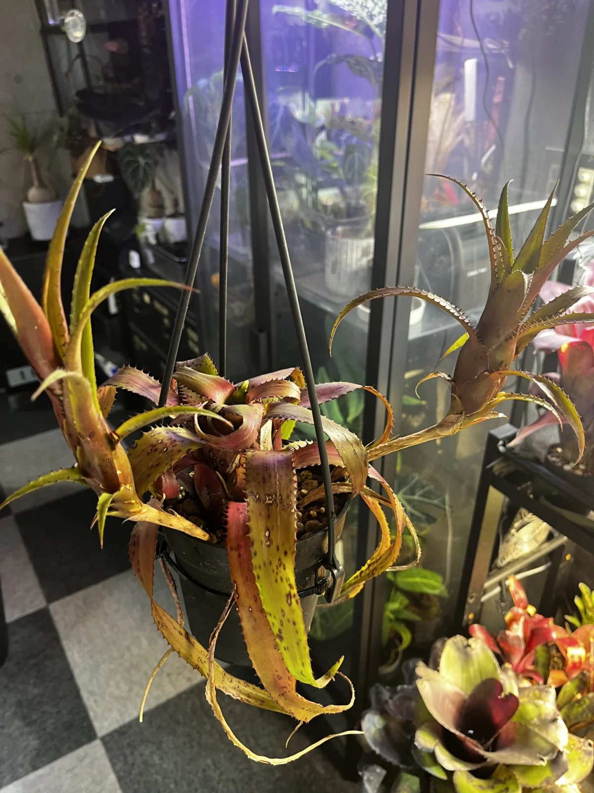 ネオレゲリア　ペンデュラ　ピンク