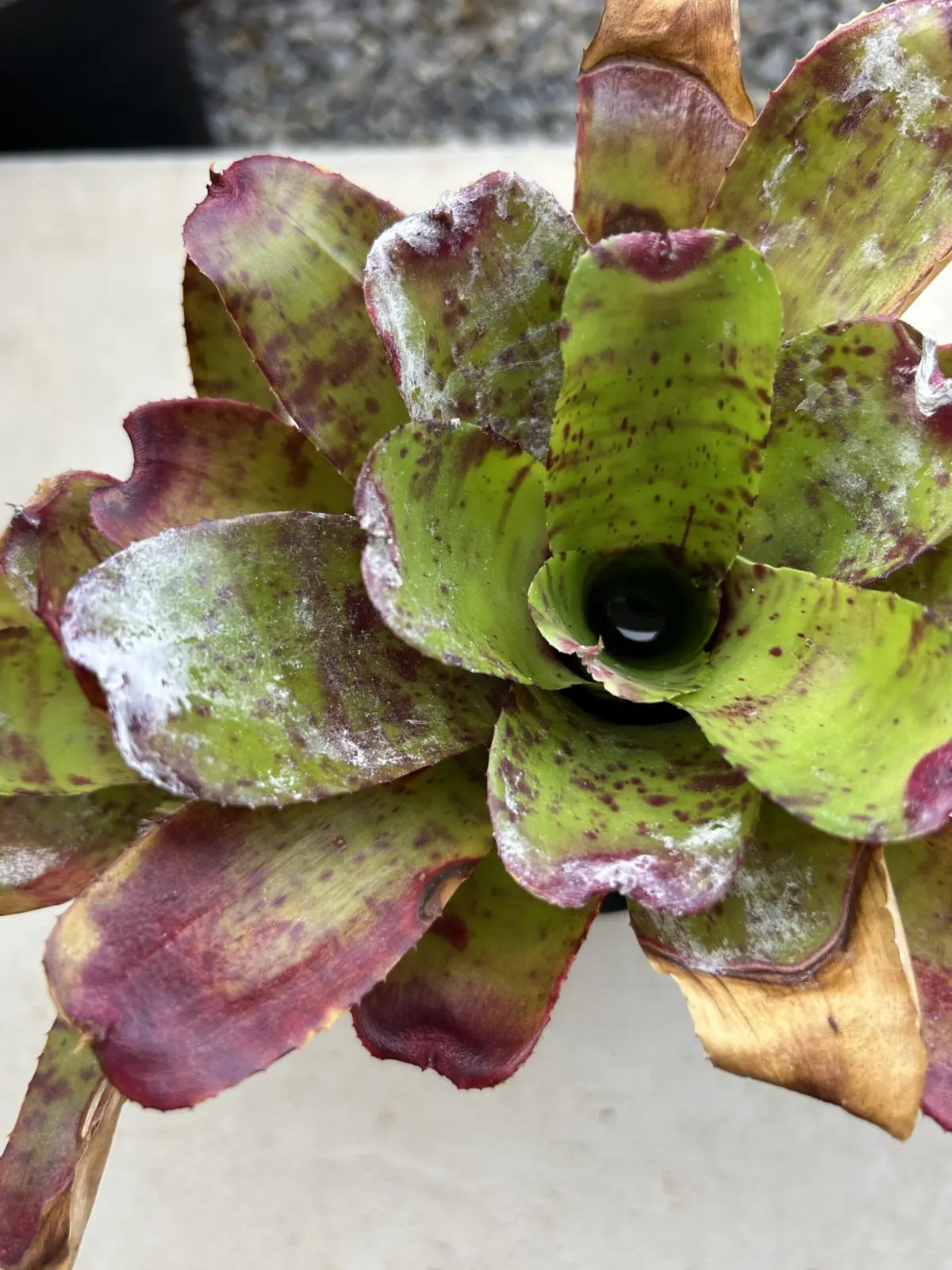 ネオレゲリア　リトルフェイス　害虫？病気？