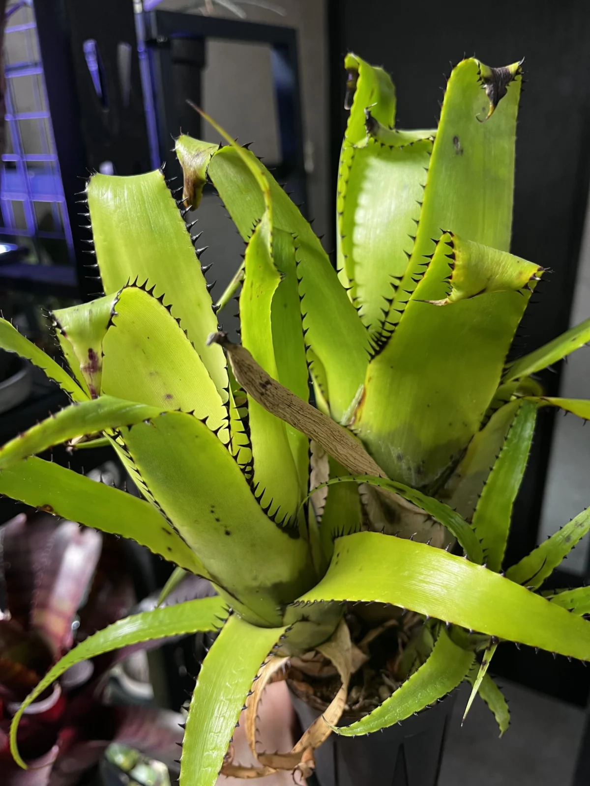 エクメア　トリアングラリス