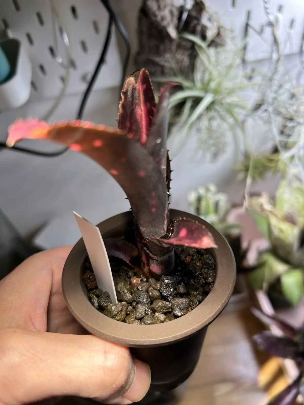 ビルベルギア　インセンディアリー　デライト