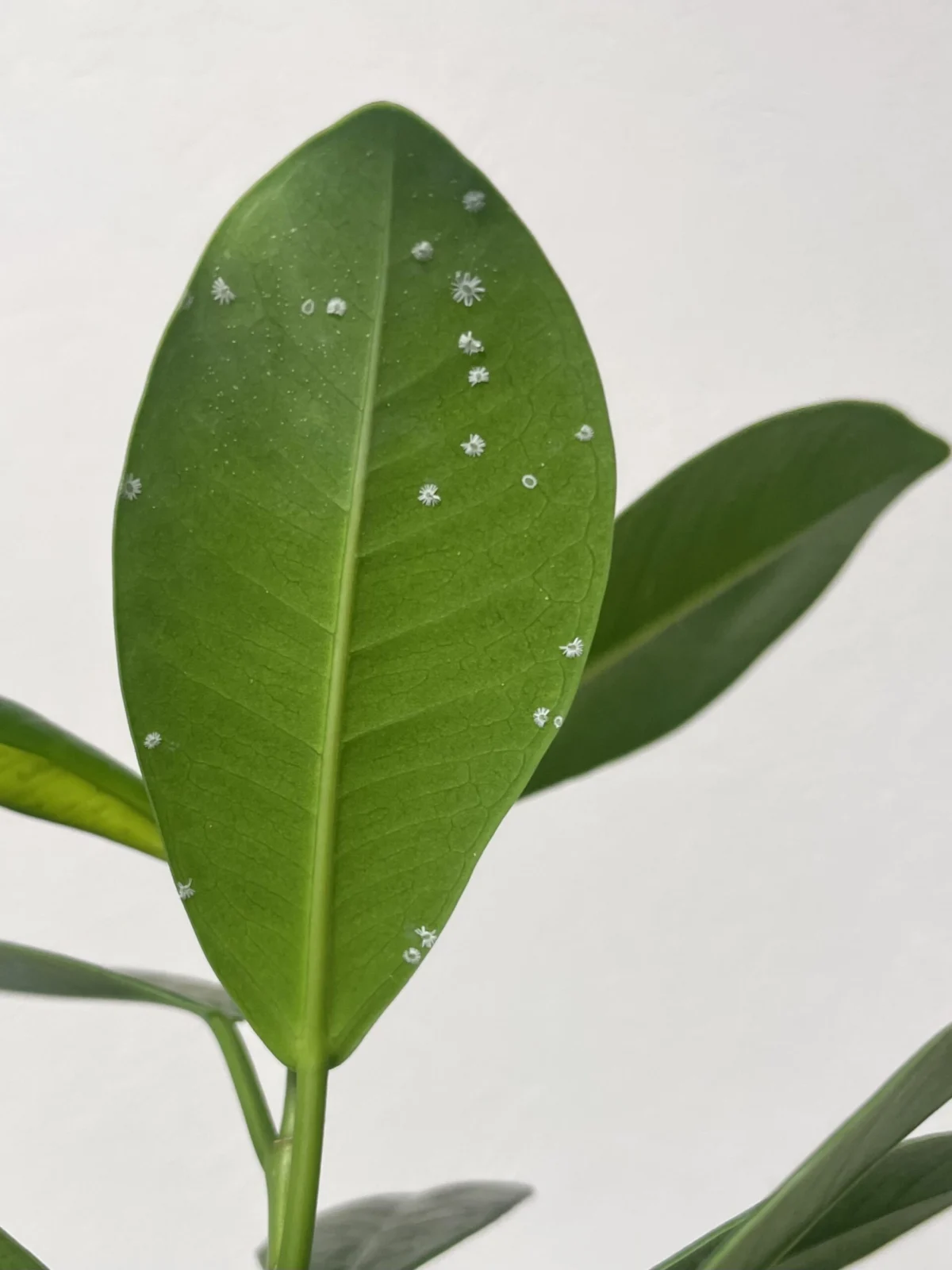 パンダガジュマル　閲覧注意　害虫　カイガラムシ？