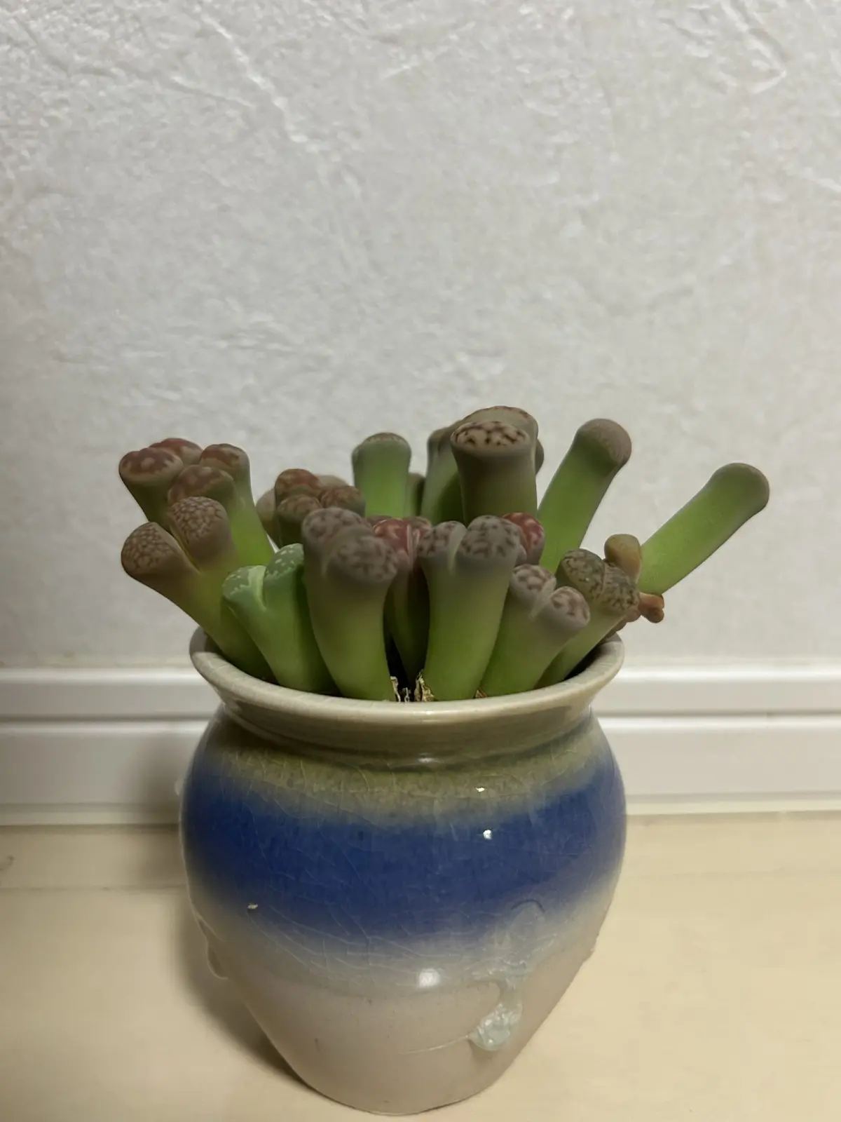 リトープス　徒長