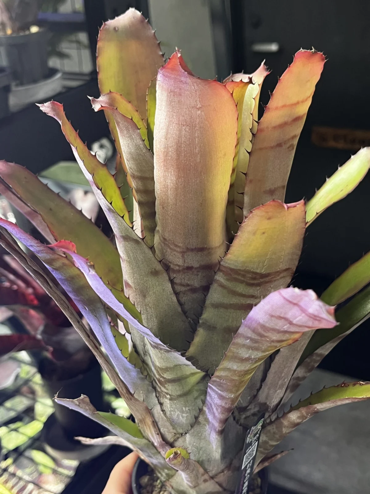 エクメア　バケーロ