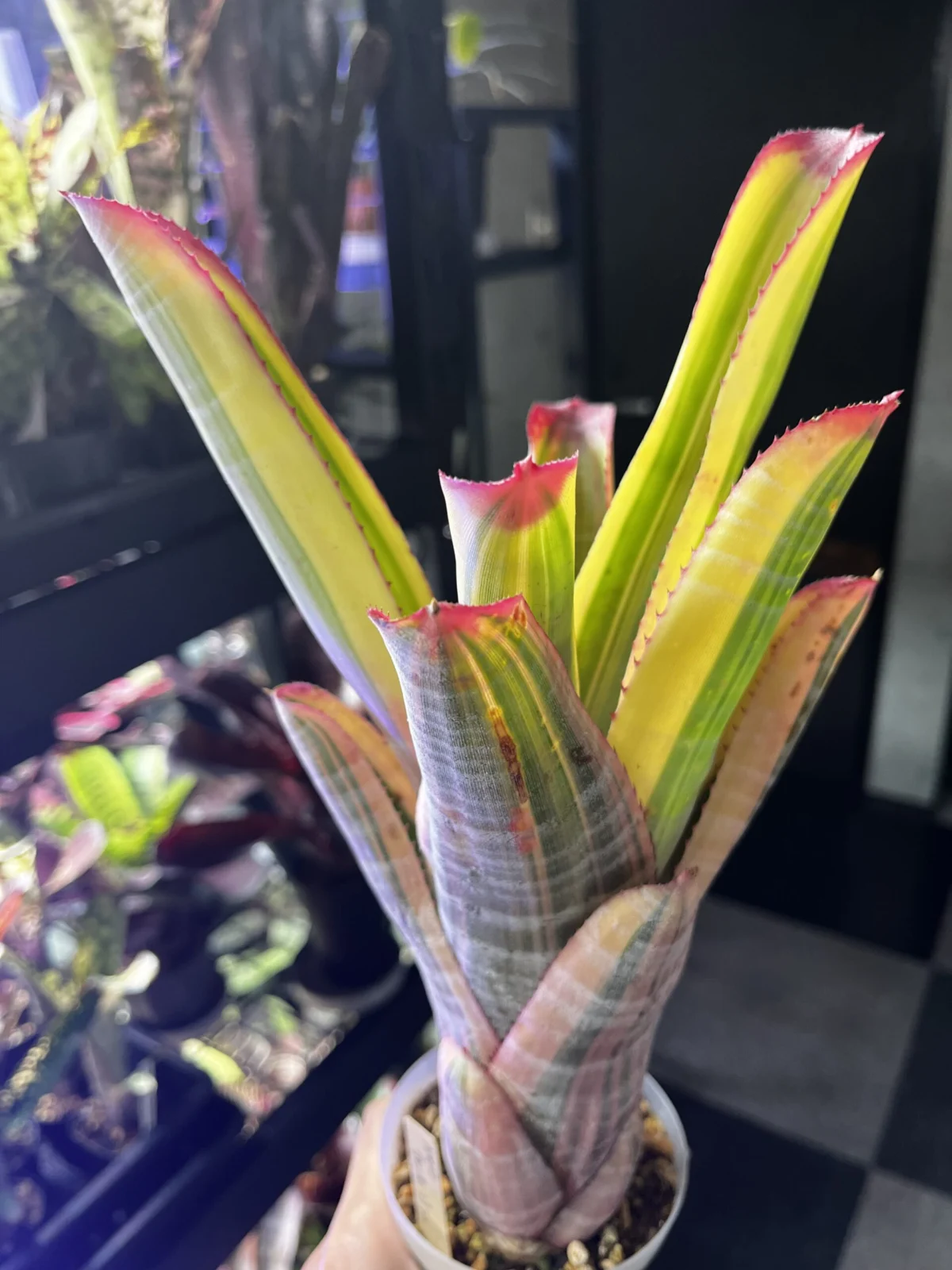 ネオレゲリア　クレンタ　ジェリン