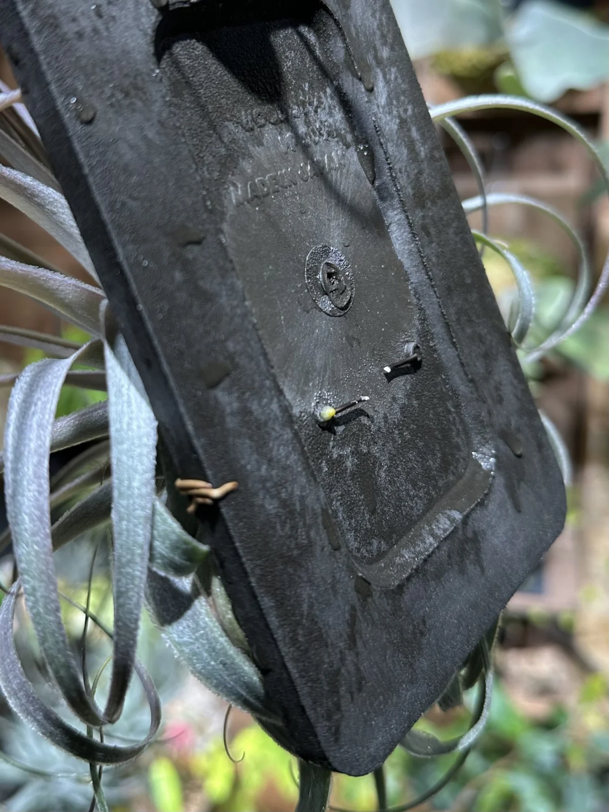 ティランジア　ガルドゥネリ　フロムハワイ