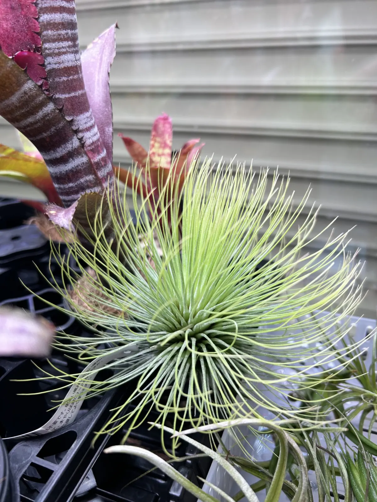 ティランジア　アンドレアナ