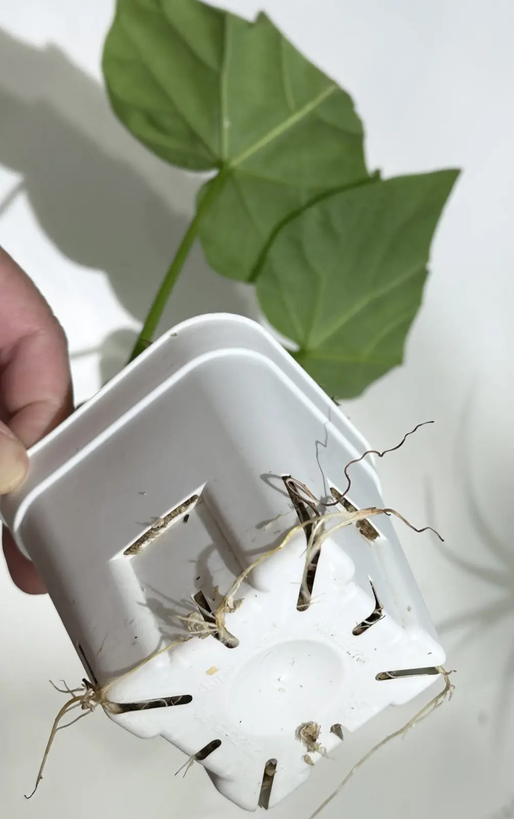 フィカス　ウンベラータ　強剪定した枝の挿し木