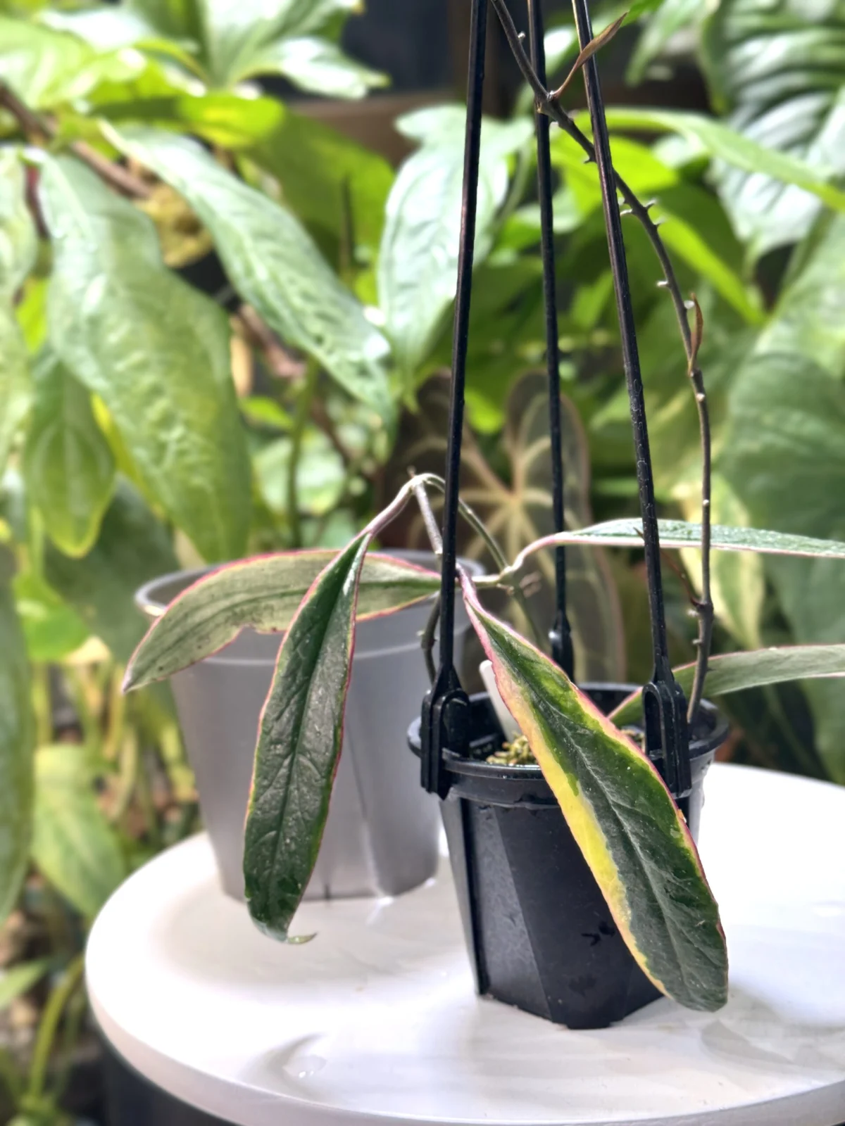 ホヤ　スラウェシアナ　アルボマルギナータ