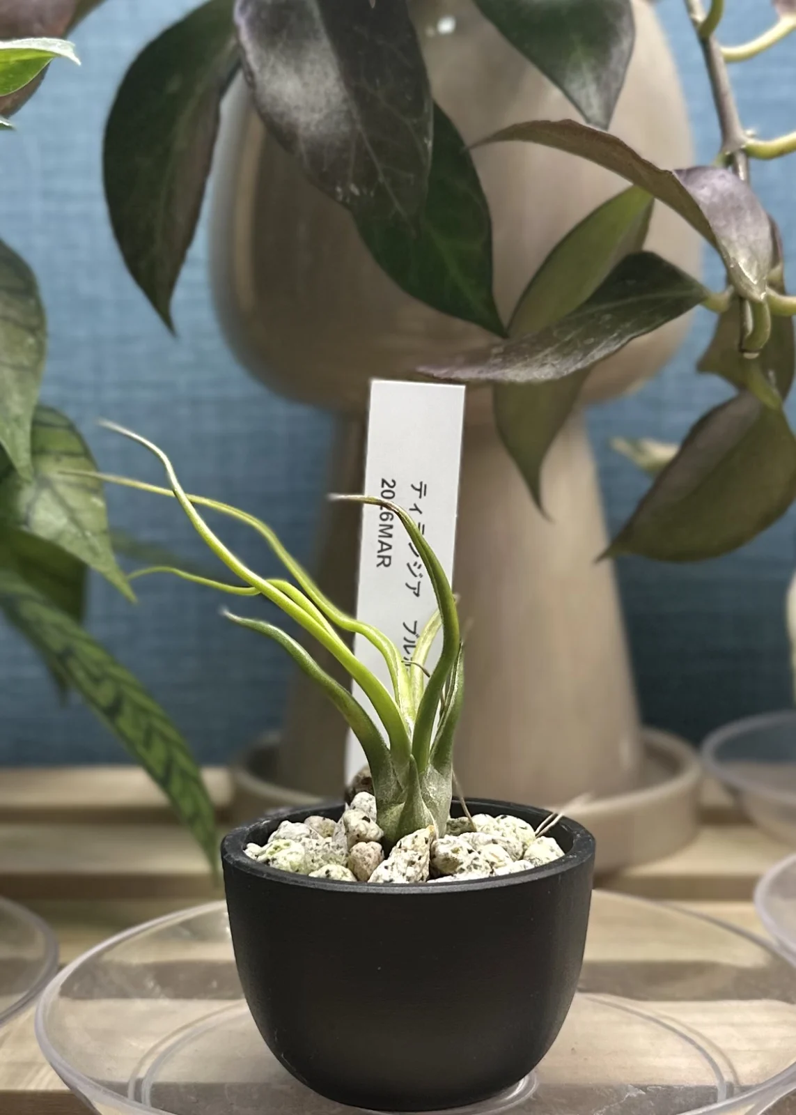 ティランジア　ブルボーサ　白蛇