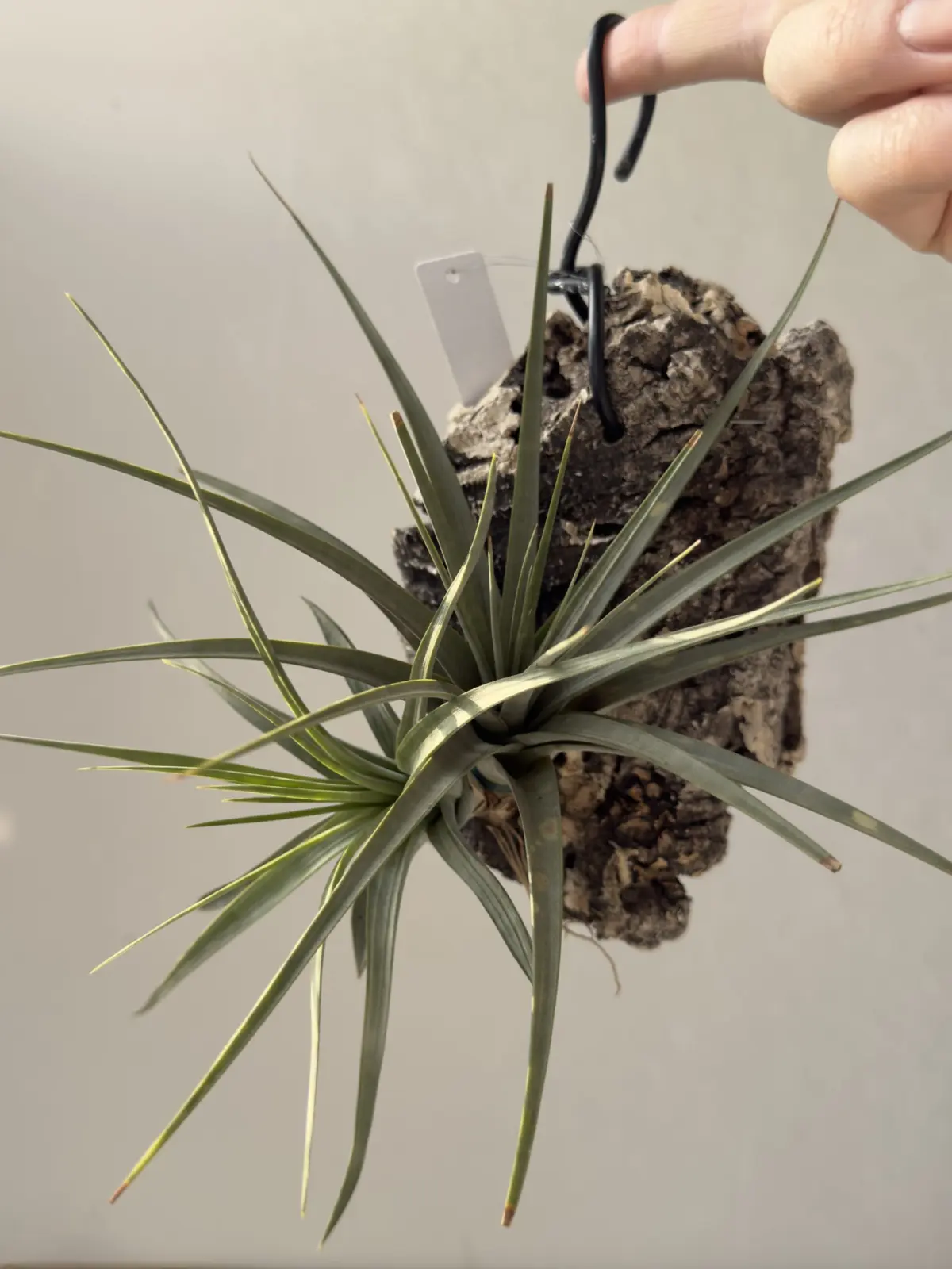 ティランジア コンコロール