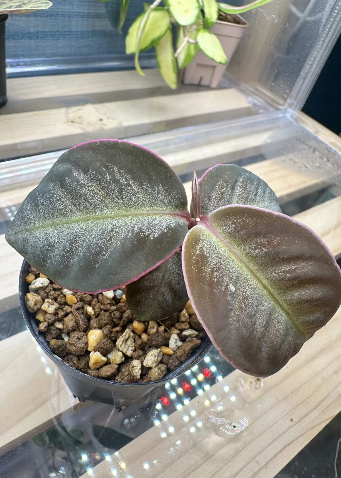 アルディシア sp ライトセーバー