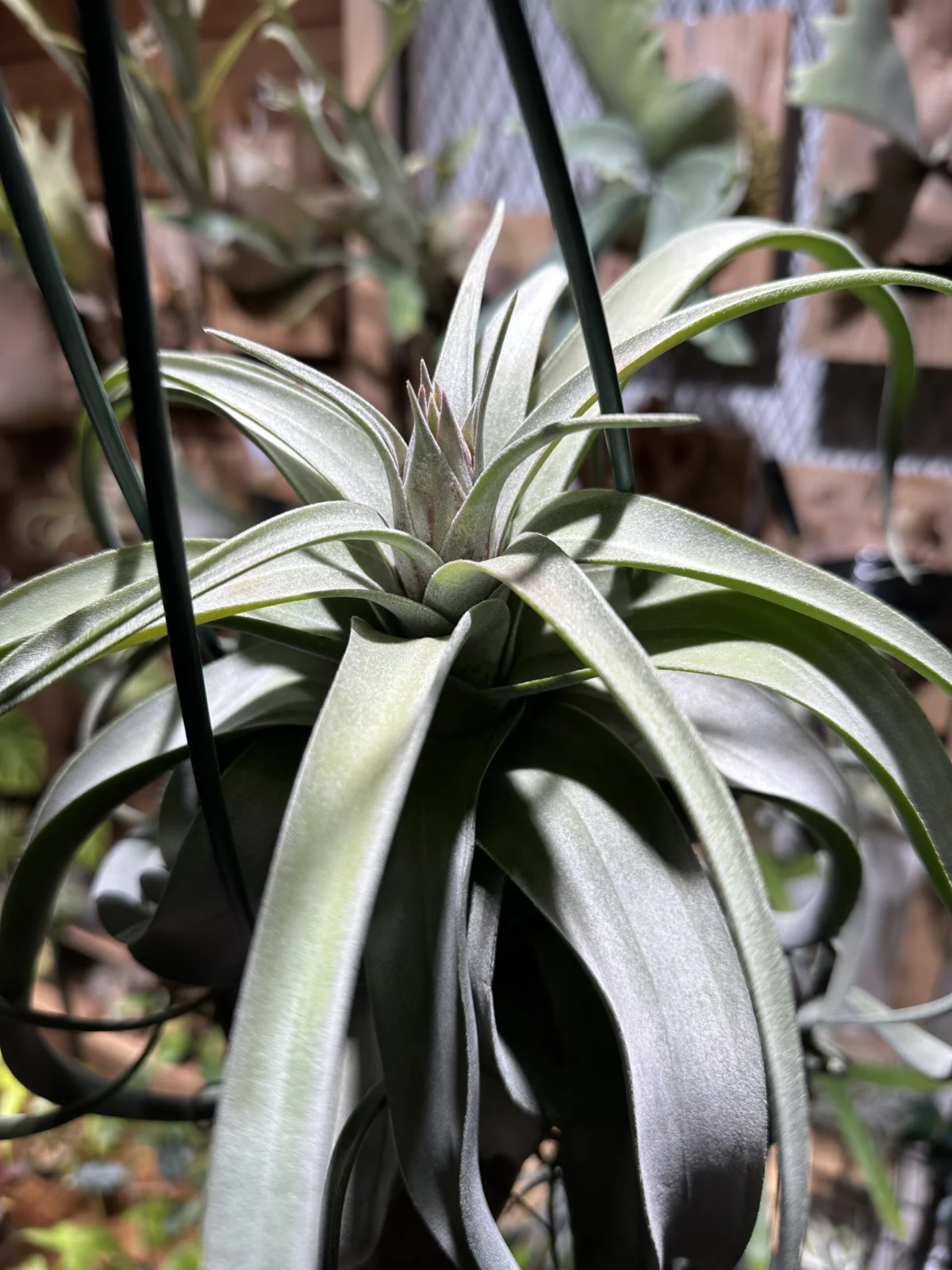 ティランジア ストレプトフィラ