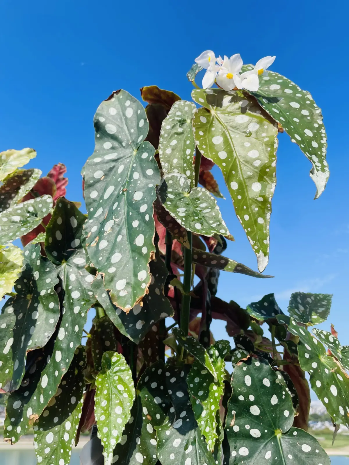 ベゴニア　マクラータ　花　エデマ株の挿木