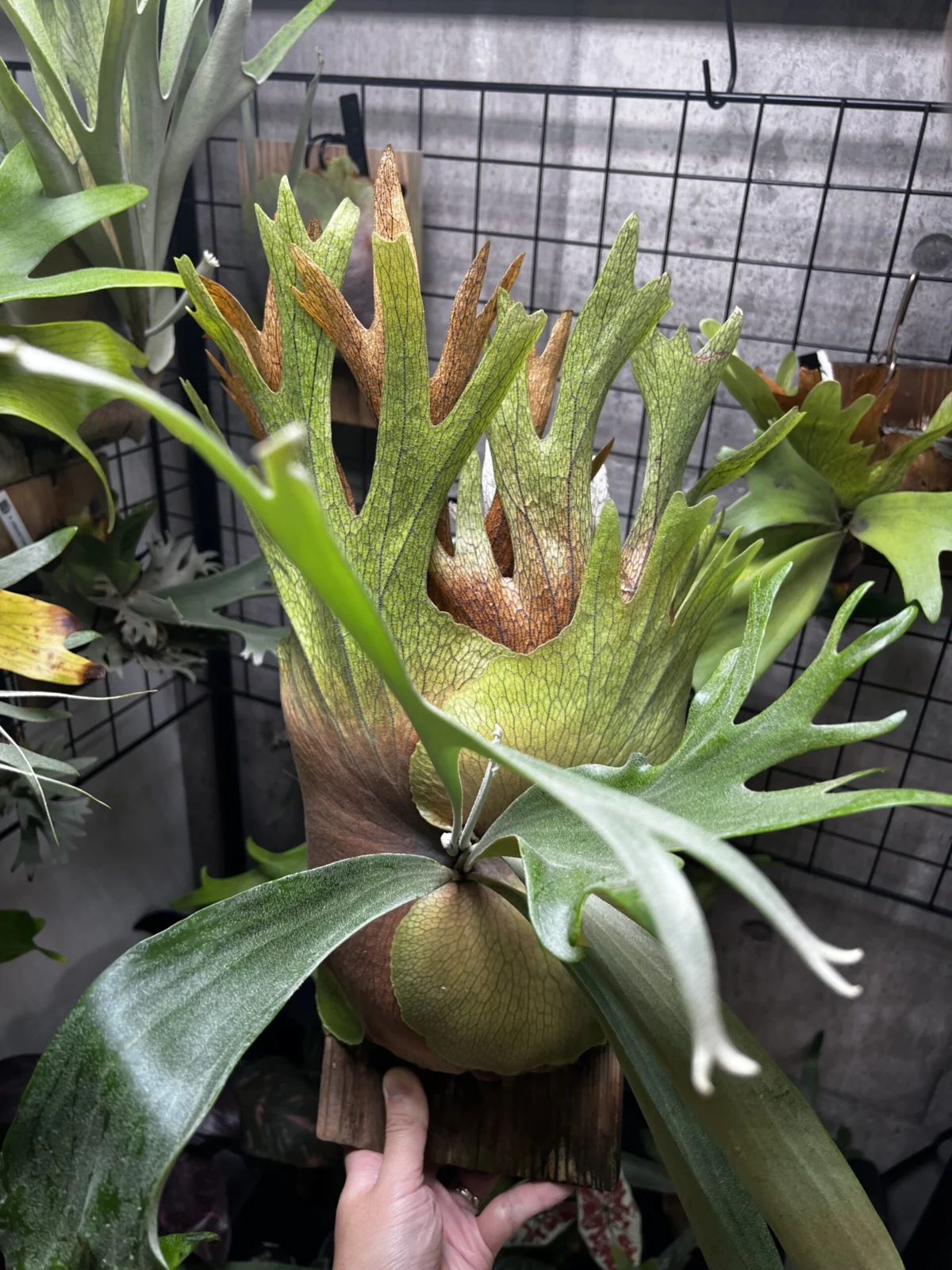 ビカクシダ　SSFoong✖️ W4 胞子まき