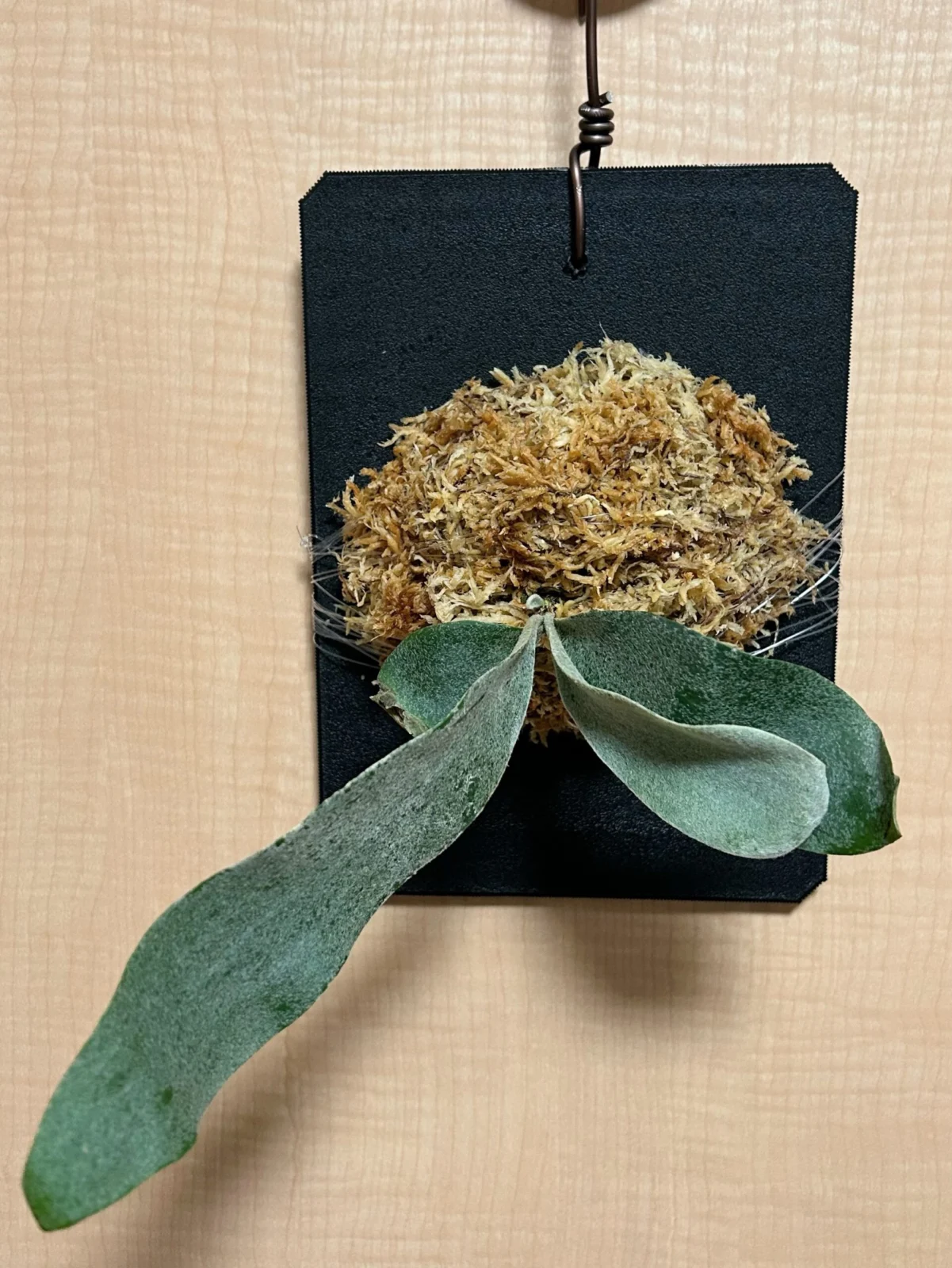 ビカクシダ オモ ホワイトラバー