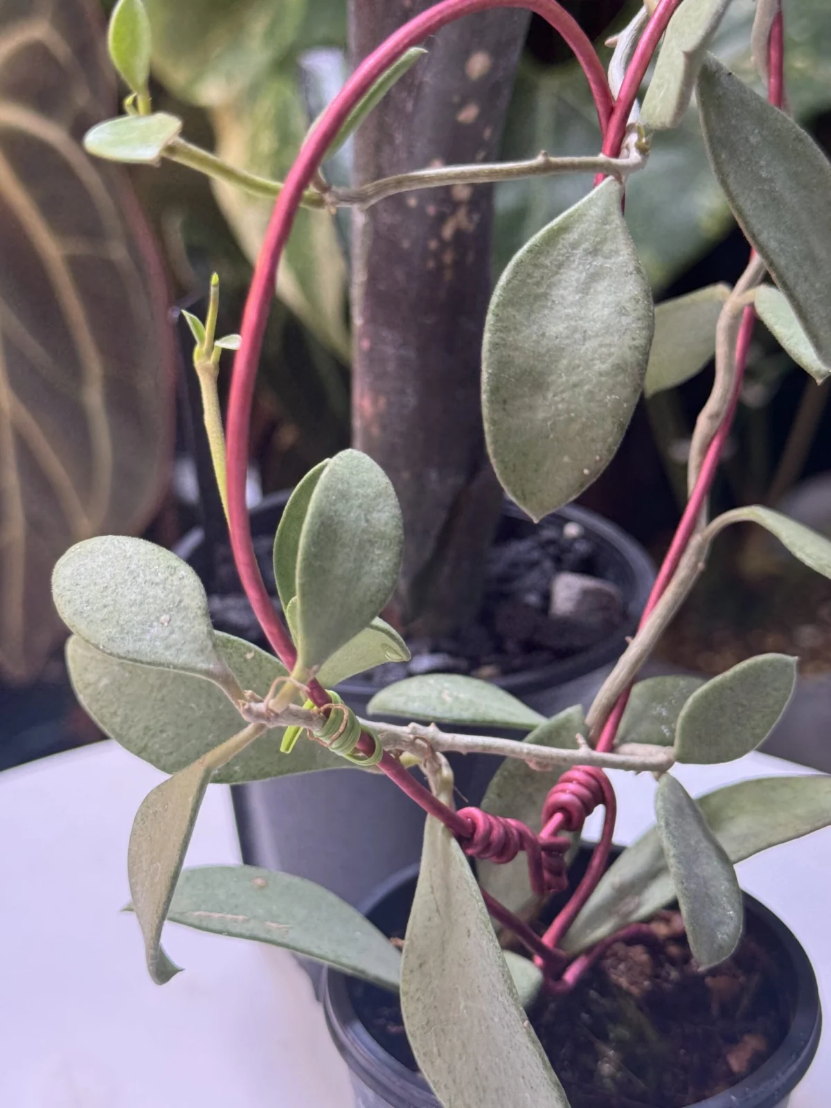 ホヤ　ヌンムラリオイデス　シルバー