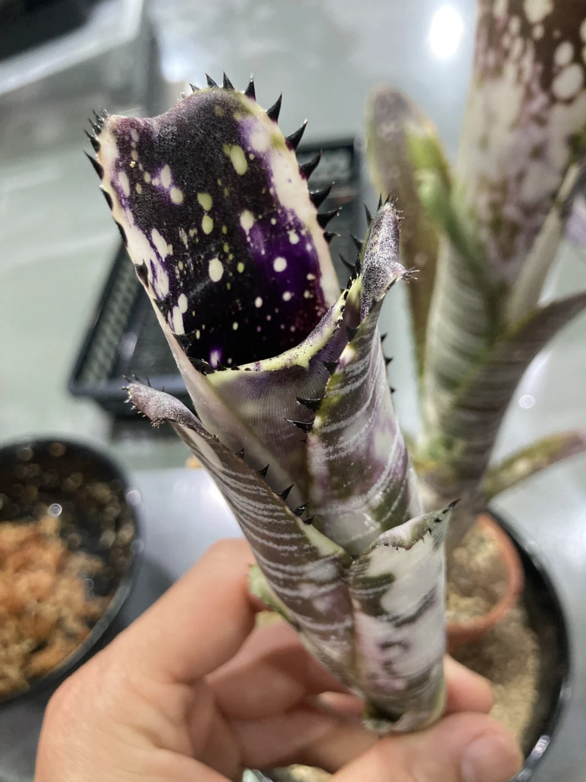 横浜 ビルベルギア ドミンゴスマルティンス