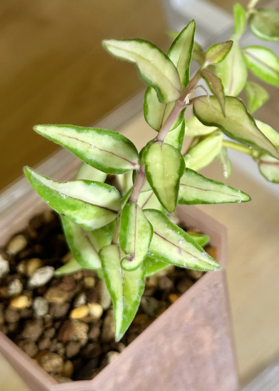 ホヤ　ベラ　バリエガータ