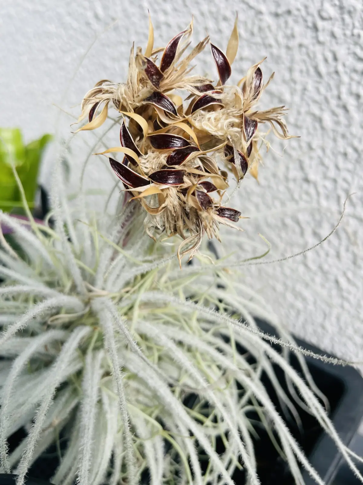 ティランジア　テクトラム　種