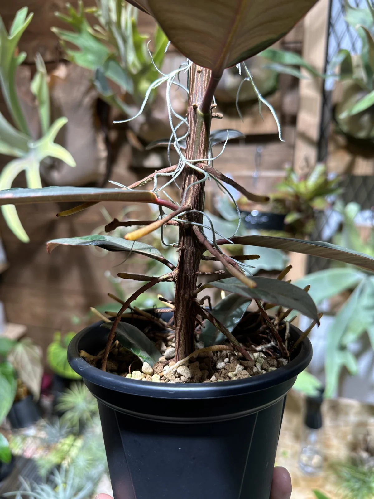 フィカス　ブルールビー