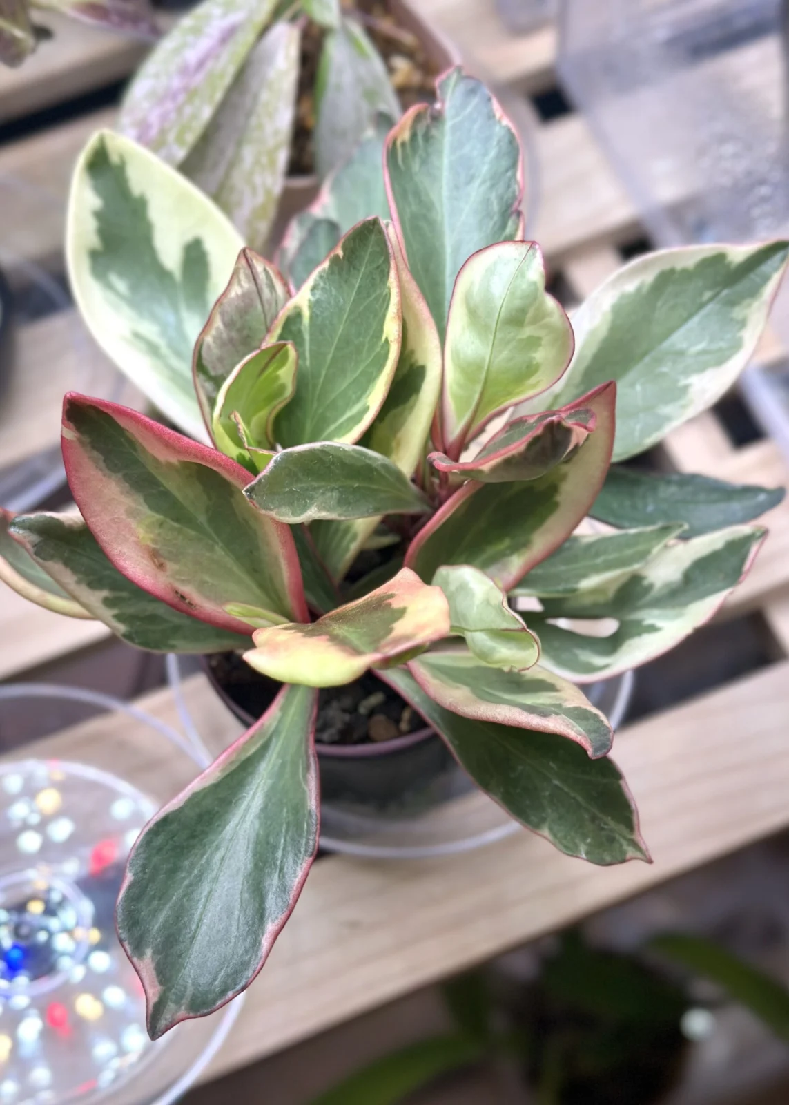 ペペロミア　ジェリー　ジェリーライト