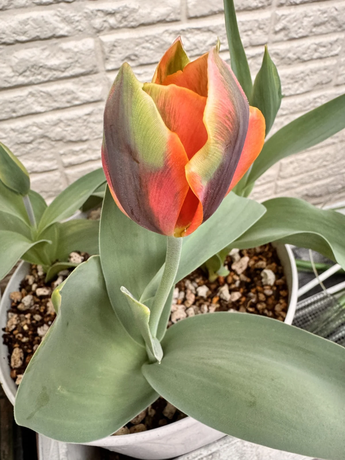 チューリップ　アーティスト