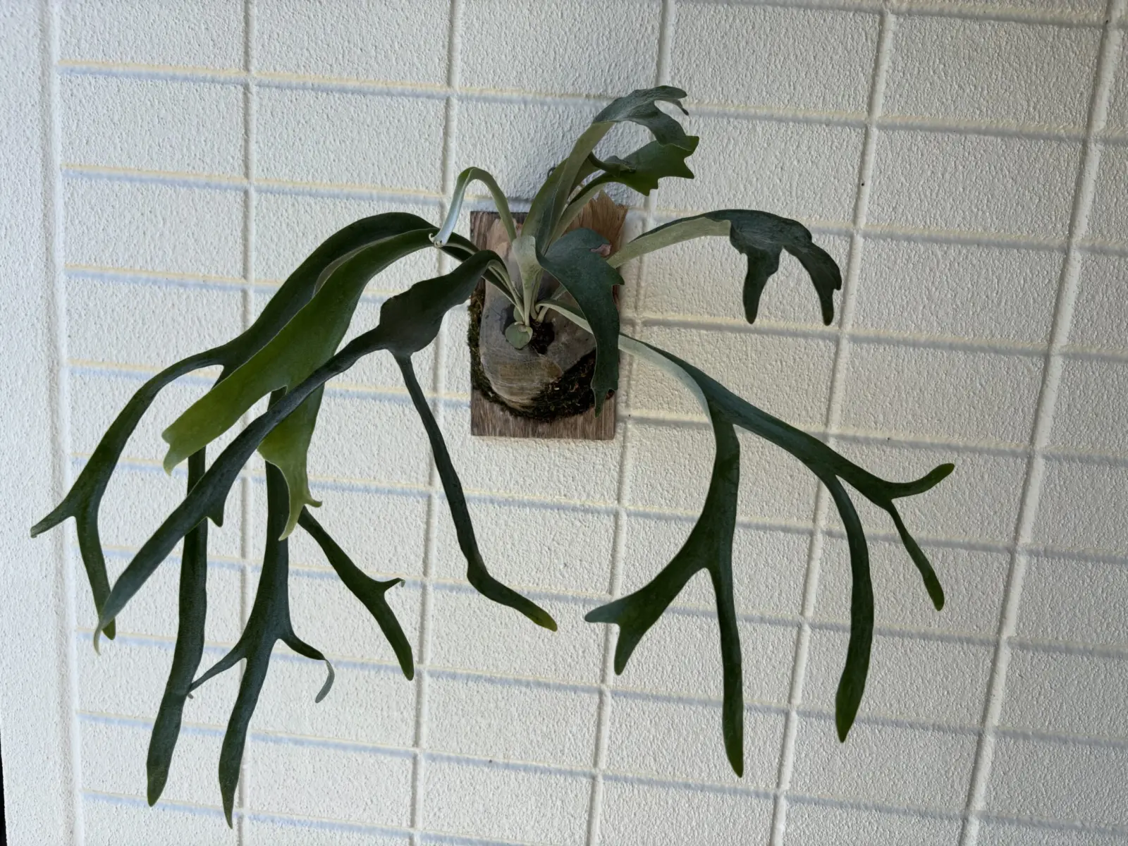 ビカクシダ 写楽