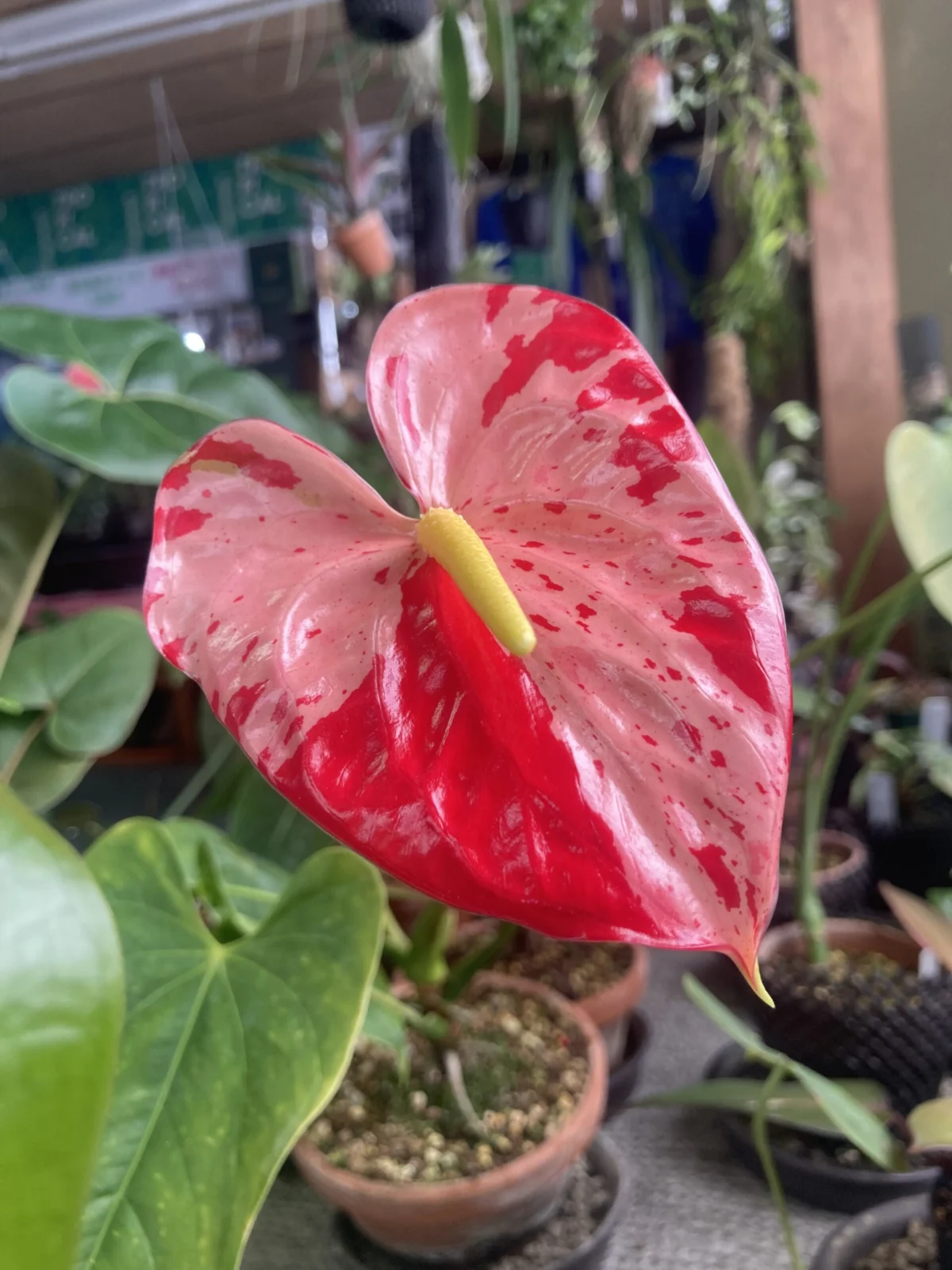 横浜 アンスリウム シボリ