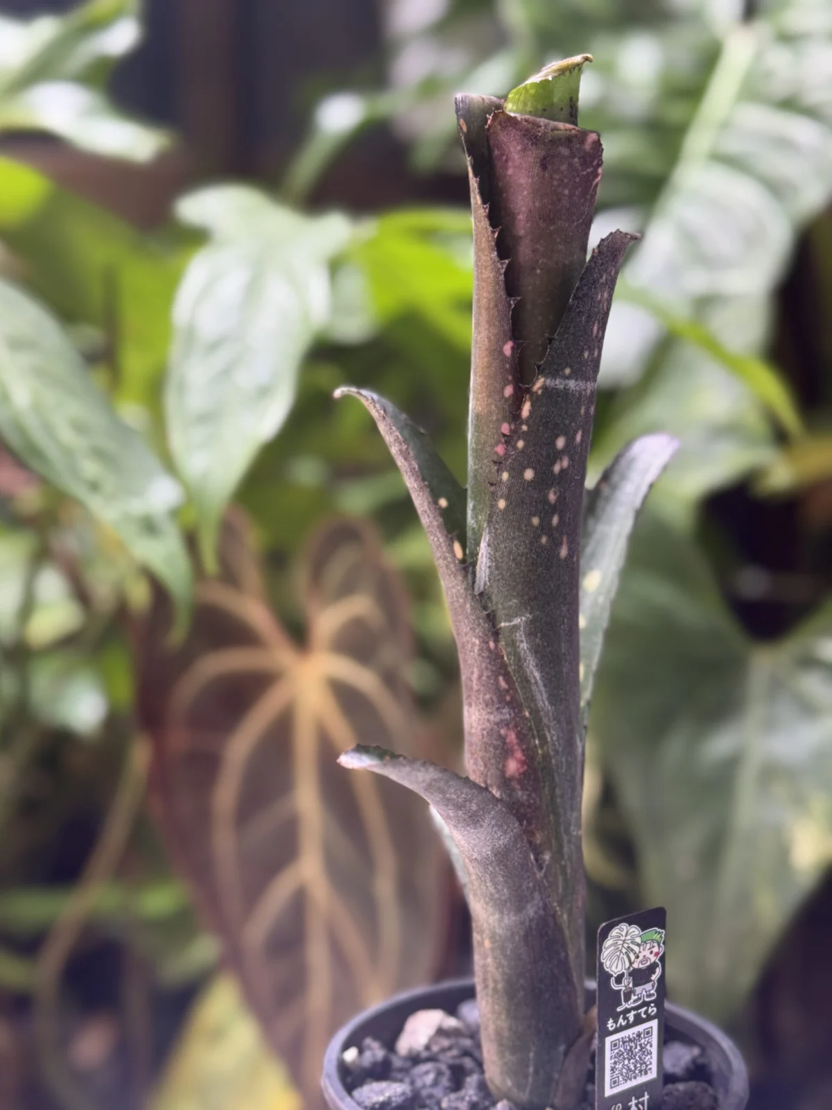 ビルベルギア　カイゲン