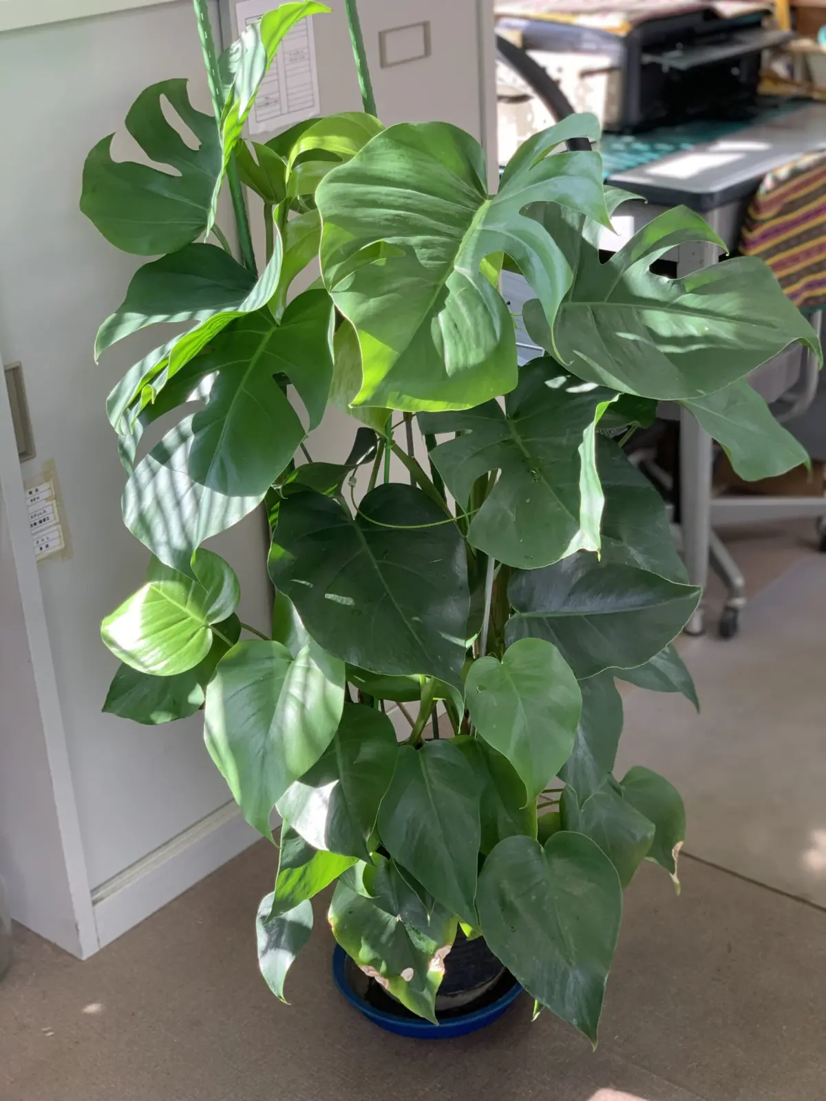 モンステラ　デリシオーサ　培養土植え　