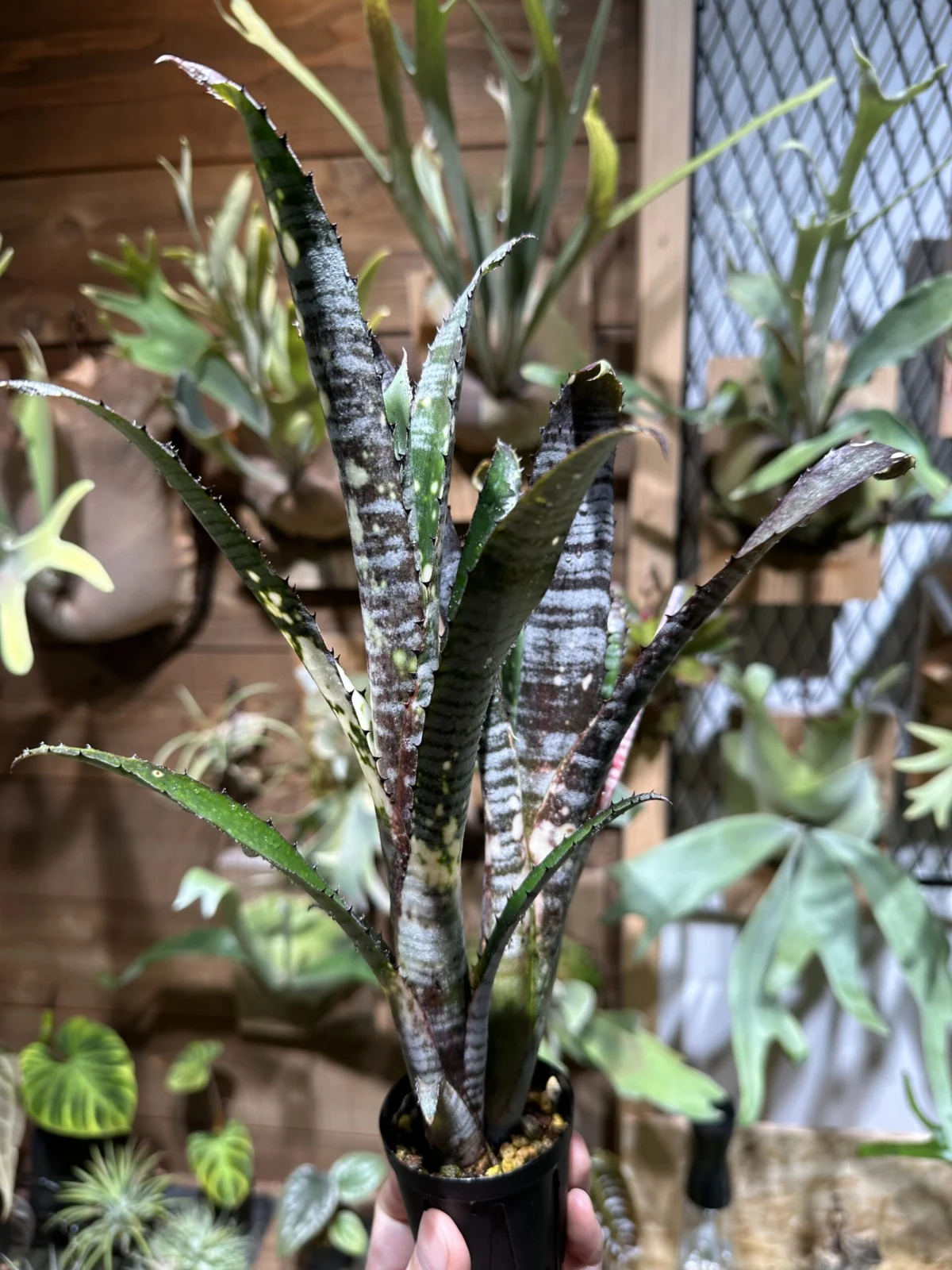 ビルベルギア　パイプライン