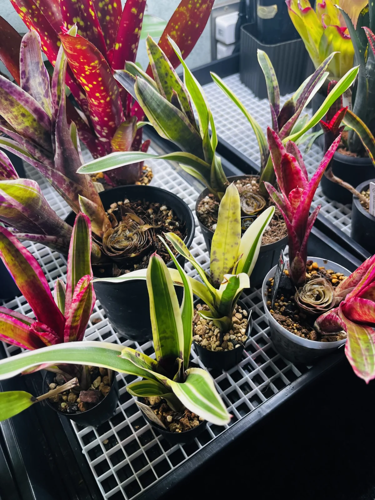 ネオレゲリア　親株の扱い