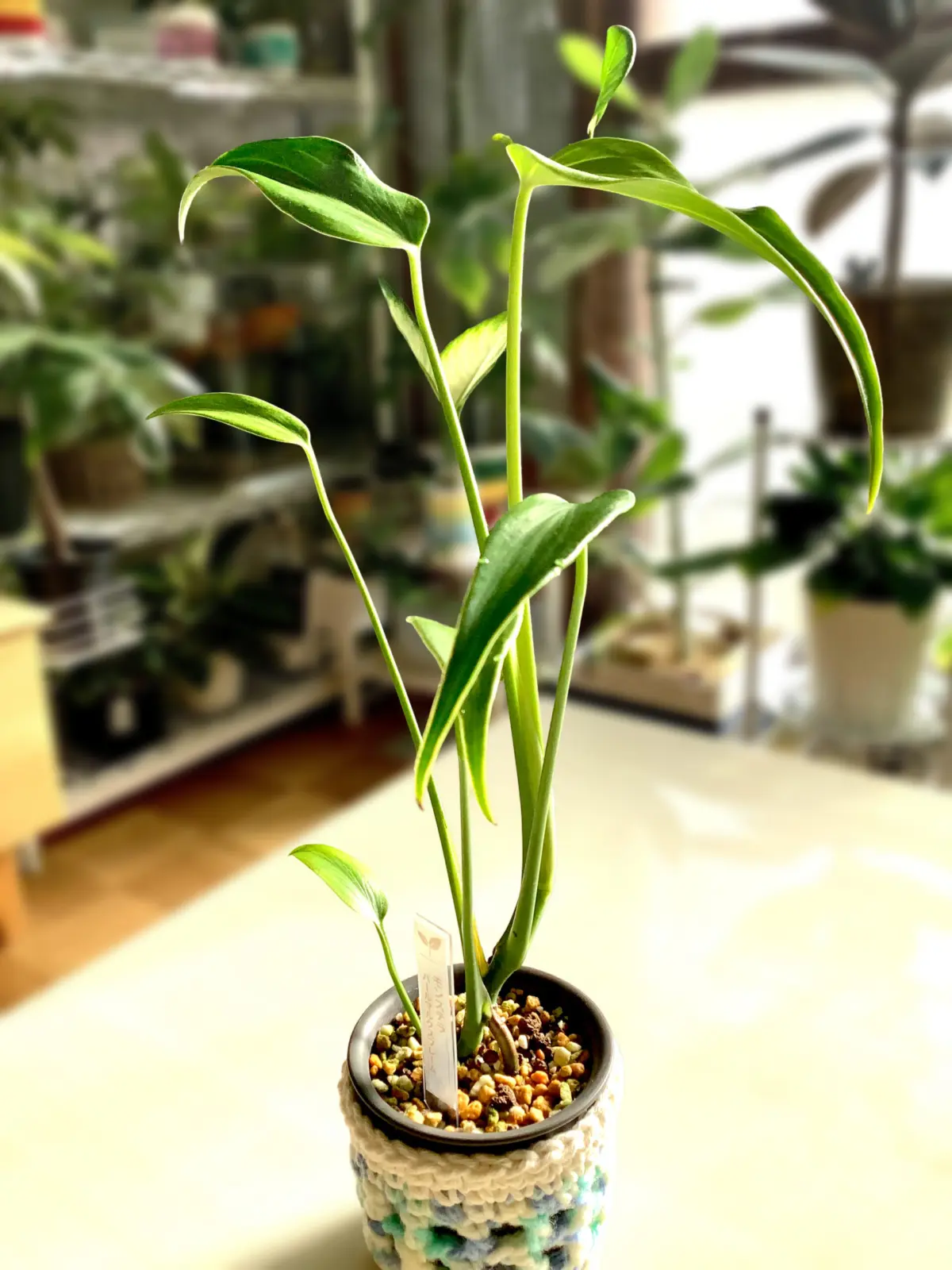 モンステラ　バールマルクスフレーム