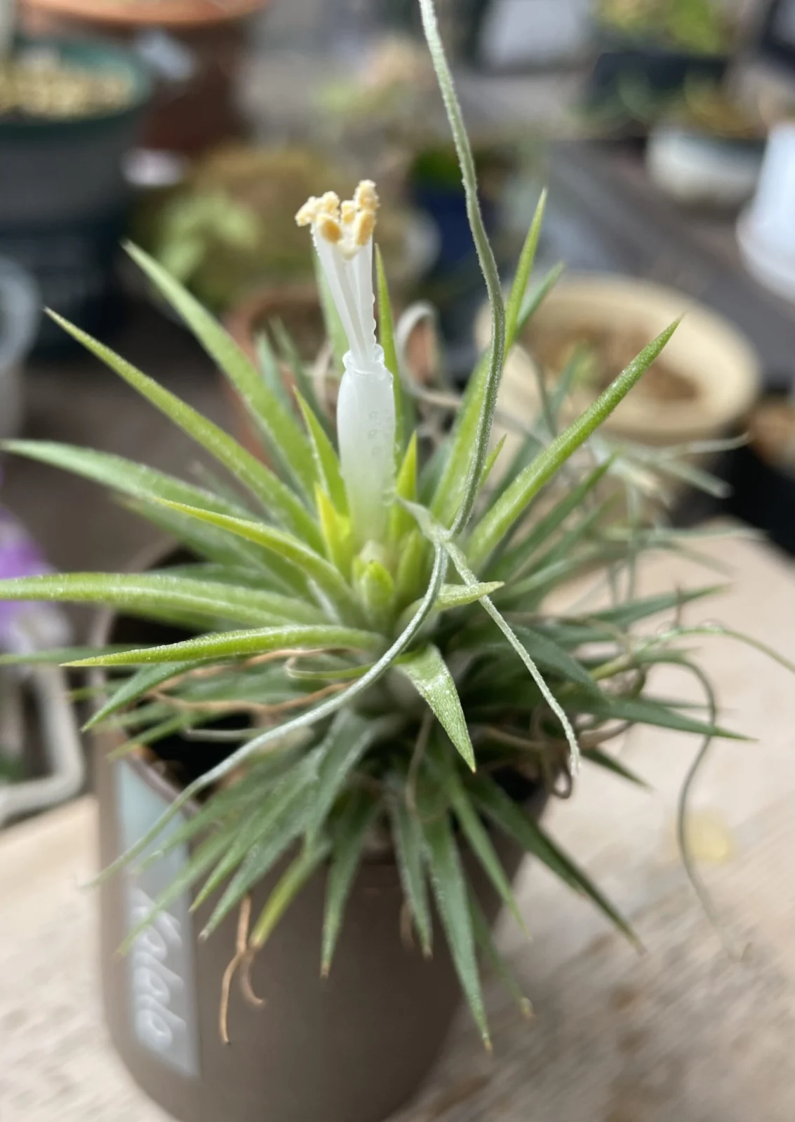 ティランジア　イオナンタ　アルビノ