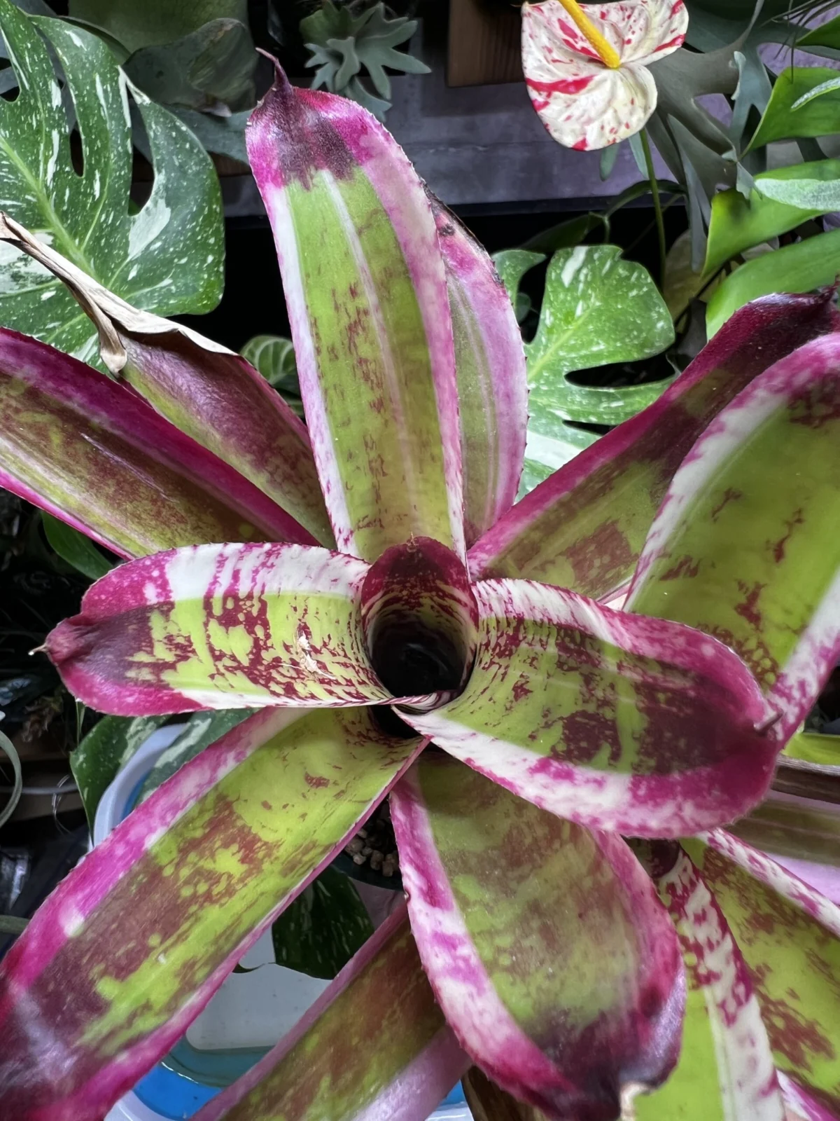 ネオレゲリア　ジャバウォック