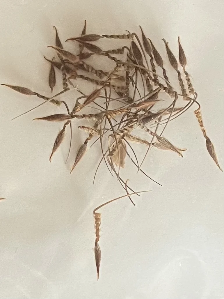 オランダフウロ　種子