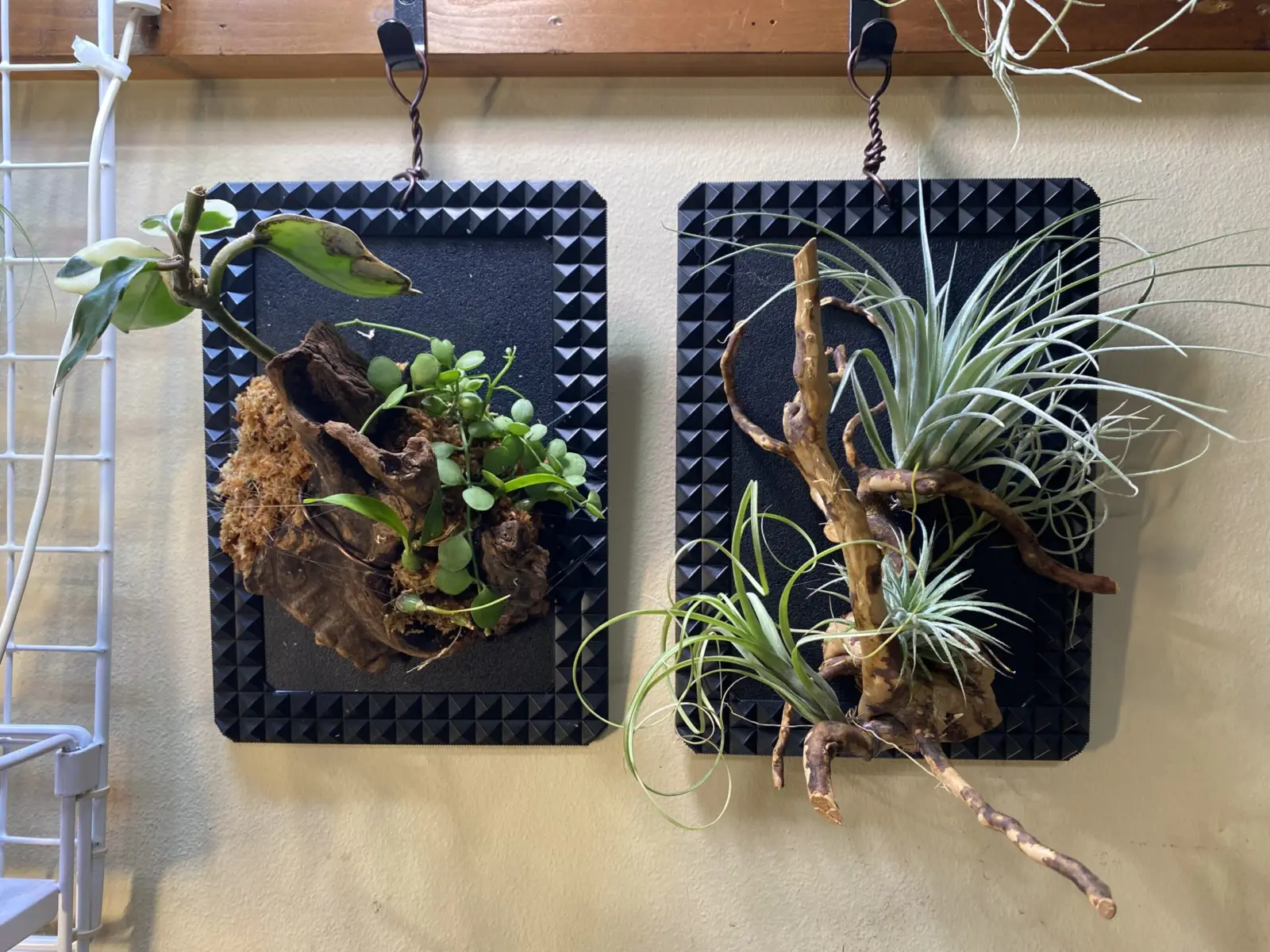 ティランジア　ディスキディア ホヤ　ＰＢＰ付け