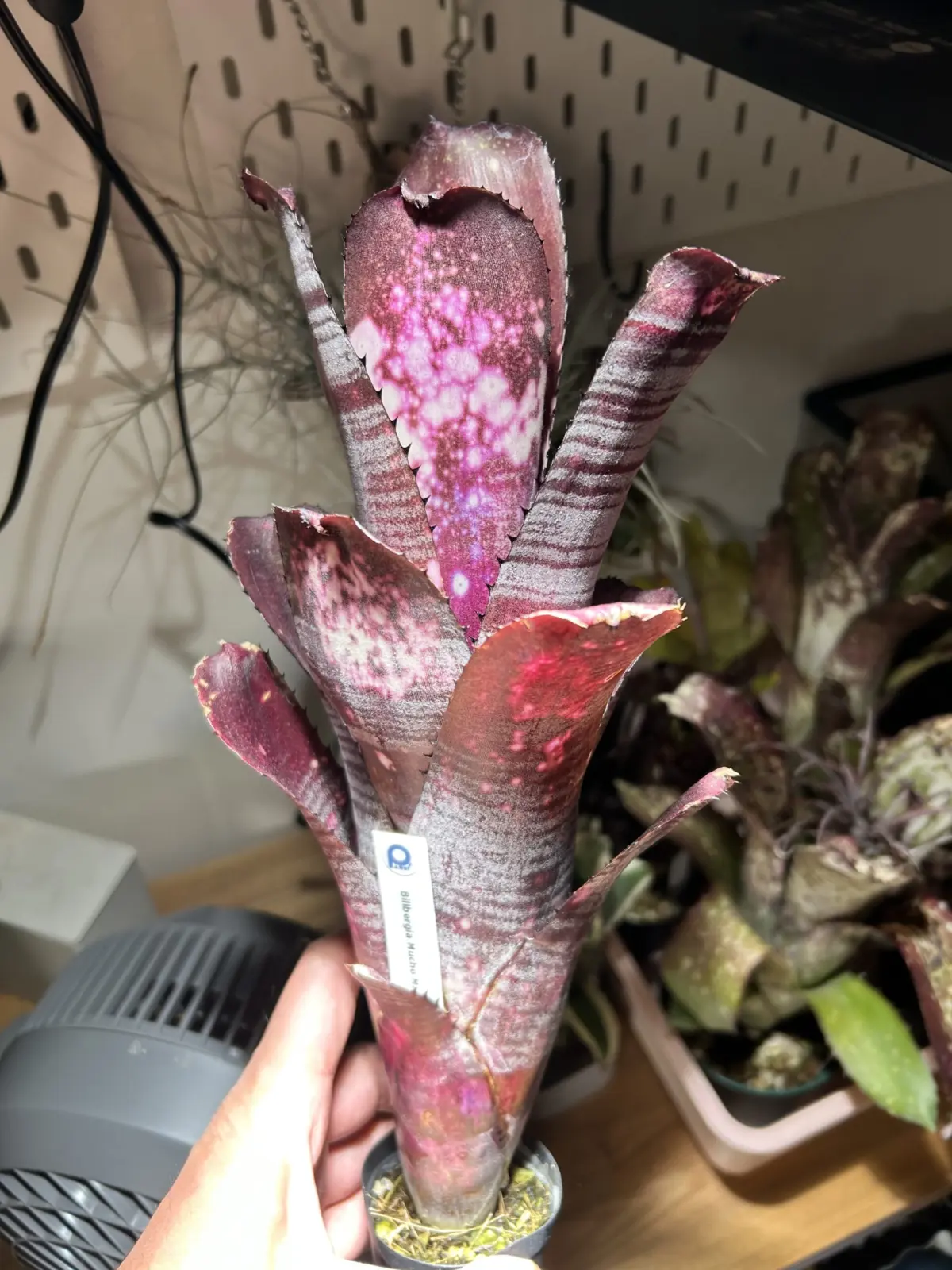 ビルベルギア　ムーチョ　マス