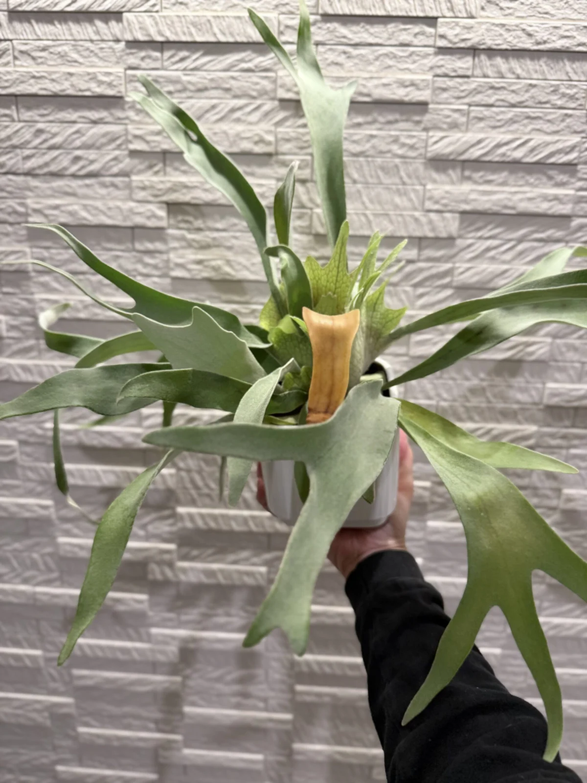 ビカクシダ　ベイチー　鉢植え