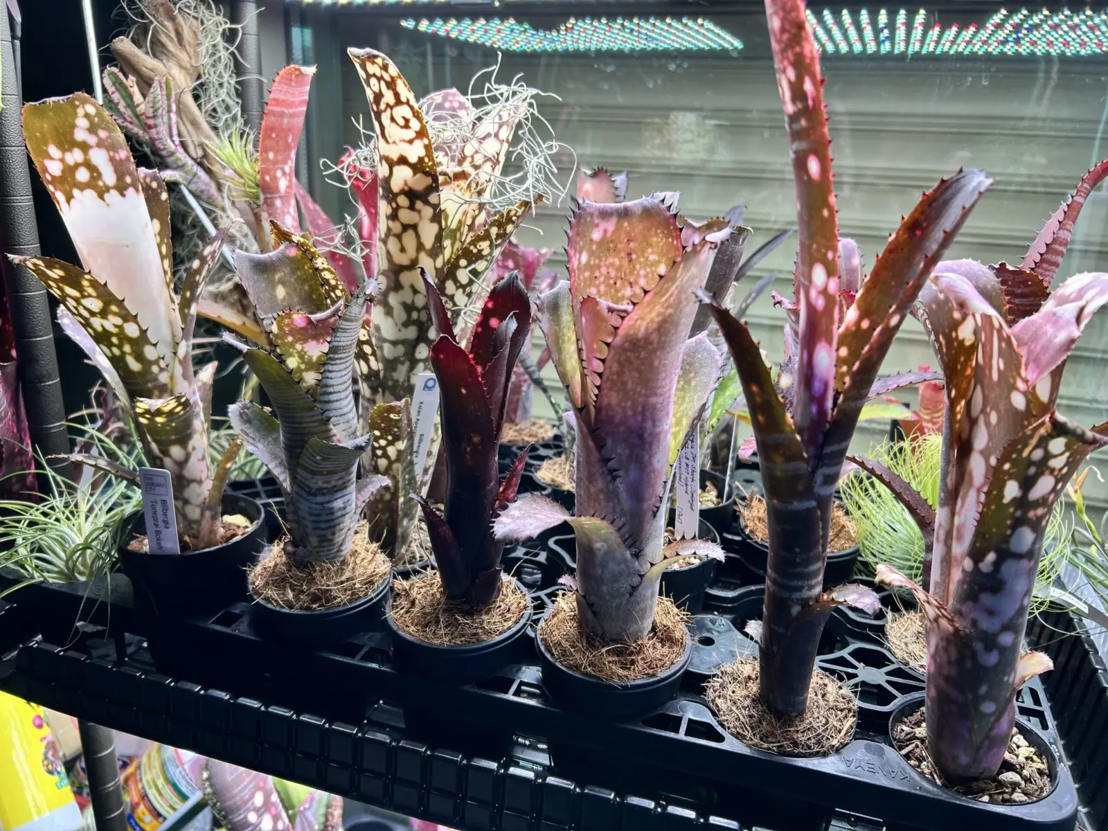 タンクブロメリア　LED