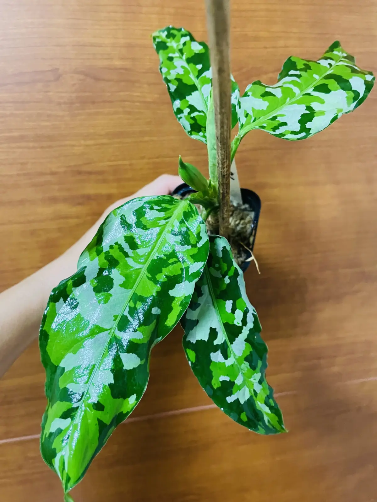 アグラオネマ　ピクタム　トリカラー　アンダマン