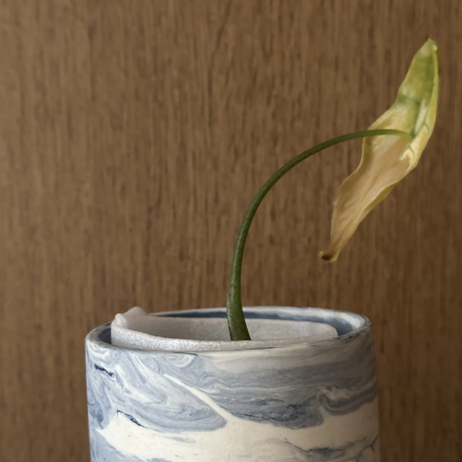 アロカシア　スモー